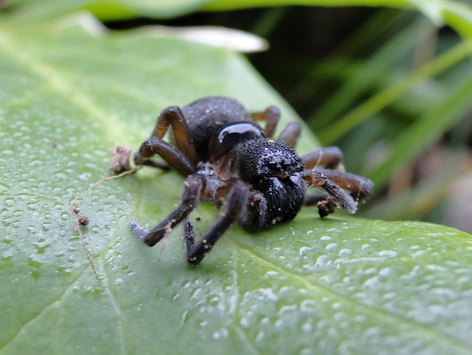 Amaurobius sp.